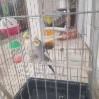 عروس هلندی نر و ماده با قفس و وسیله