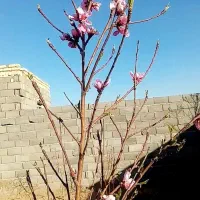 زمین دشت انقلاب 360متر|فروش زمین و ملک کلنگی|کویرات, |دیوار