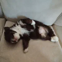 سگ نژاد شیتزو تریر ماده|سگ|آستارا, |دیوار