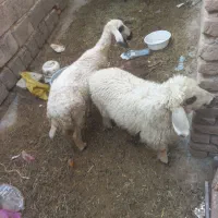 بره ماده