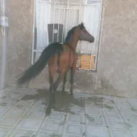 اسب نریون|اسب و تجهیزات اسب‌سواری|چترود, |دیوار