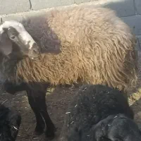 فروش شیشک قوچ نژاد فشندی اصل