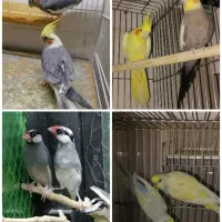 جفت عروس،مرغ عشق، نرگسی