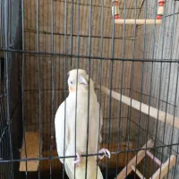 عروس هلندی|پرنده|جنت, |دیوار