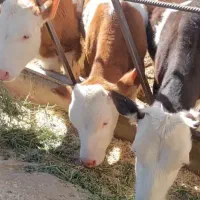 گوساله نر سیمینتال