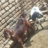 بزغاله داشتی