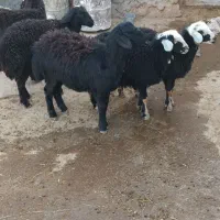 پنج راس بره مادیه قره قزل و قره چال