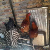 خروس محلی.|حیوانات مزرعه|قیدار, |دیوار