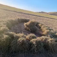 کاه جو وکاه یونجه