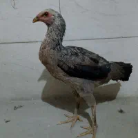 خروس و ماکیان|حیوانات مزرعه|سراوان, |دیوار