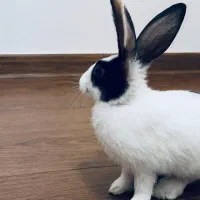 خرگوش