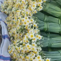 پخش گل نرگس شیراز