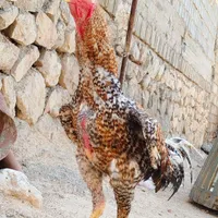 خروس لاری|حیوانات مزرعه|شیراز, رکن‌آباد|دیوار