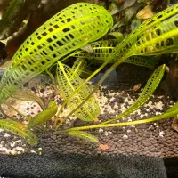 گل و گیاه اکواریوم پلنت|ماهی|تبریز, |دیوار