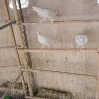 کفتر|پرنده|قم, چهار مردان|دیوار