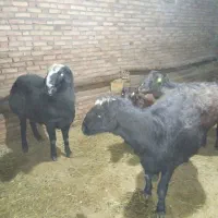 سه عدد قوچ قره قزیل افشای اصل