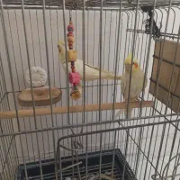 عروس هلندی مولد|پرنده|سنندج, |دیوار