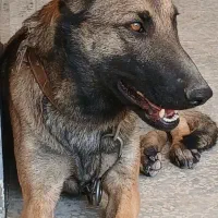 سگ بلژین مالینویز ماده