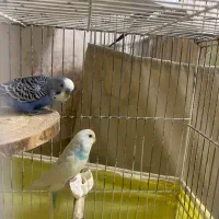 مرغ عشق مولد سالم