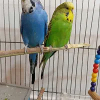 یک جفت مرغ عشق هلندی