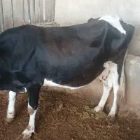 گاو جرسی حامله بفروش می رسد