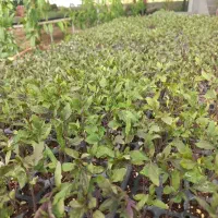 فروش نشای گوجه بادمجان خیارکدوانواع فلفل