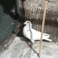 کفتر|پرنده|مشهد, فارغ التحصیلان|دیوار