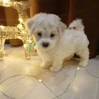 بیچون فرایز