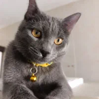 واگذاری رایگان گربه نژاد راشن بلو