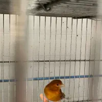 ماده قناری آماده راه براه|پرنده|مرودشت, مختارآباد|دیوار