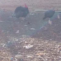 جوجه خروس محلی