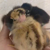 فروش جوجه محلی