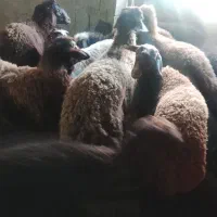 بره ها سالم