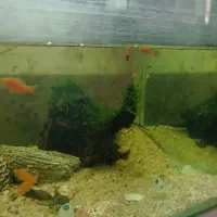 8 عدد پلاتی دمشمشیری|ماهی|اندیشه, اندیشه فاز ۲|دیوار