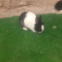 بچه خرگوش