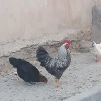خروس جوان