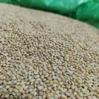 ارزن ایرانی