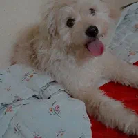 سگ پودل|سگ|رشت, سلیمانداراب|دیوار