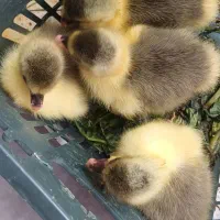 فروش جوجه غازه یه روزه