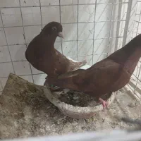 کبوتر دم سفید