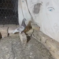 کفتر|پرنده|یزد, |دیوار