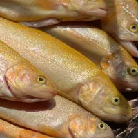 قزل طلای درجه A