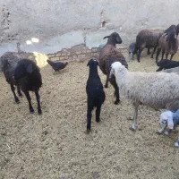 بره و بزغاله شیری میش بره دار چپش بز بزغاله دار|حیوانات مزرعه|قم, شهر قائم|دیوار