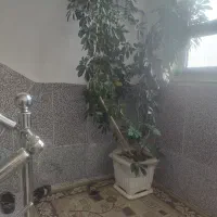 گل شفلرا سبز بزرگ