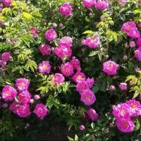 گل محمدی تازه تازه مخصوصی گلاب