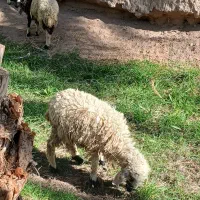 اسباب بازی بره ناقلا