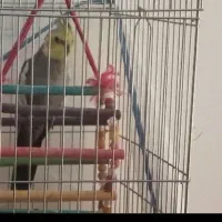 عروس هلندی معاوضه فقط