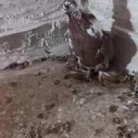 کبوتر|پرنده|اردبیل, |دیوار