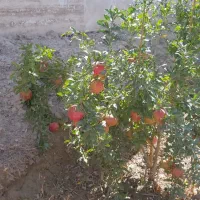 علف زنی و هرس درخت