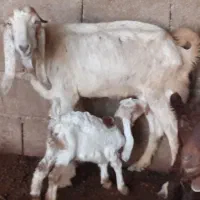 بز نجدی|حیوانات مزرعه|شادگان, |دیوار